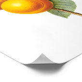 Poster Fruit vintage, Pêche à l'abricot par Redoute (Coin)