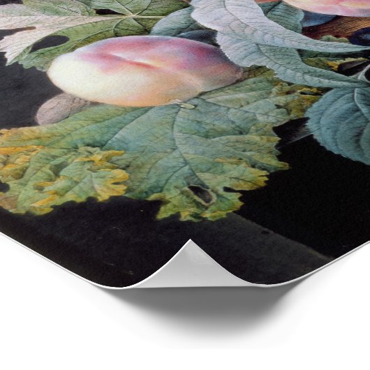 Poster Fruits (Coin)