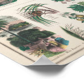 Poster Fruits botaniques vintages (Coin)