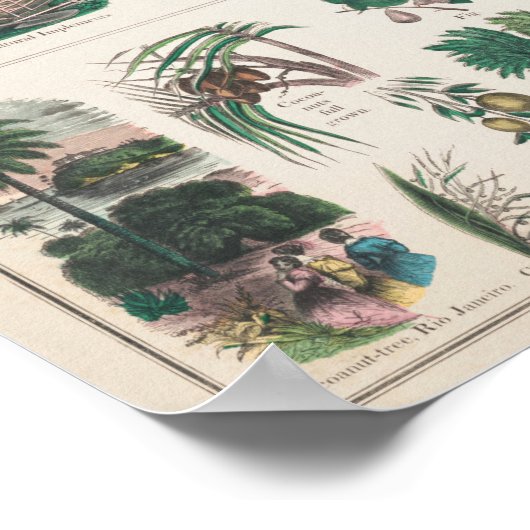 Poster Fruits botaniques vintages (Coin)