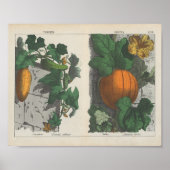 Poster Fruits | Charlotte Mary Yonge (Devant)