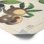 Poster Fruits | Charlotte Mary Yonge (Coin)