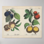 Poster Fruits | Charlotte Mary Yonge (Devant)