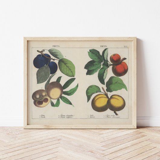 Poster Fruits | Charlotte Mary Yonge