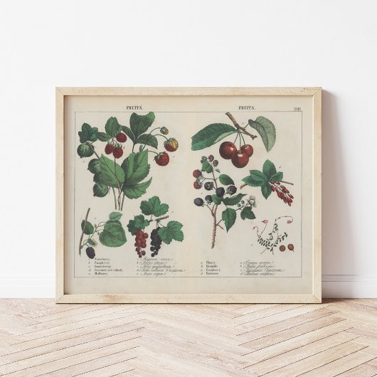 Poster Fruits | Charlotte Mary Yonge