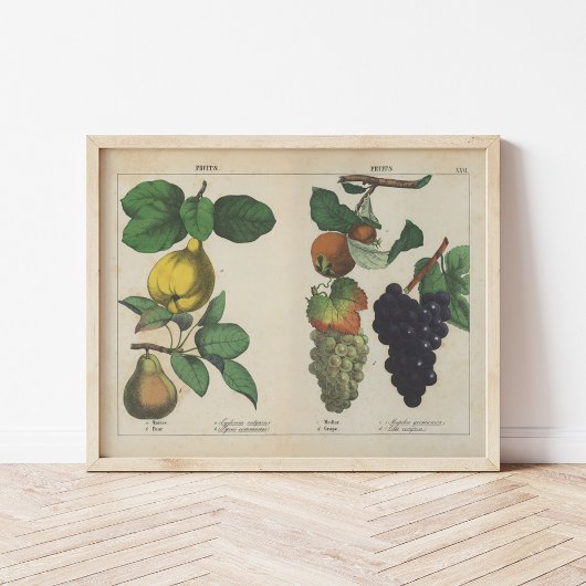Poster Fruits | Charlotte Mary Yonge