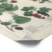 Poster Fruits | Charlotte Mary Yonge (Coin)
