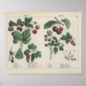 Poster Fruits | Charlotte Mary Yonge (Devant)