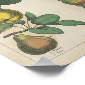 Poster Fruits | Charlotte Mary Yonge (Coin)