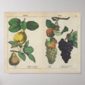 Poster Fruits | Charlotte Mary Yonge (Devant)