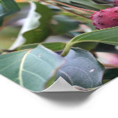 Poster Fruits de Dogwood Rouge Nature (Coin)