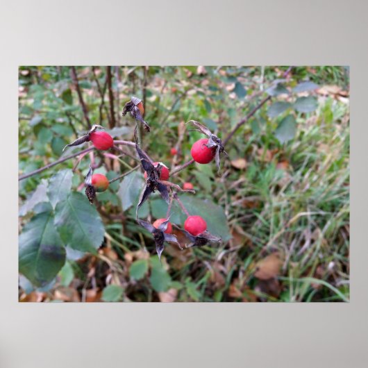 Poster fruits de l'automne (Devant)