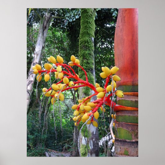 Poster Fruits de palme (Devant)