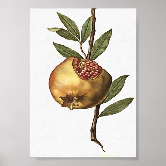 Poster Fruits Et Graines De Grenade Méditerranéenne Botan (Devant)