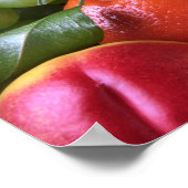 Poster Fruits tropicaux colorés (Coin)