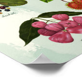 Poster Fruits tropicaux Philippins exotiques peints à la (Coin)