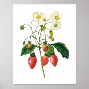 Poster Fruits vintages Fraises de fraises alimentaires pa