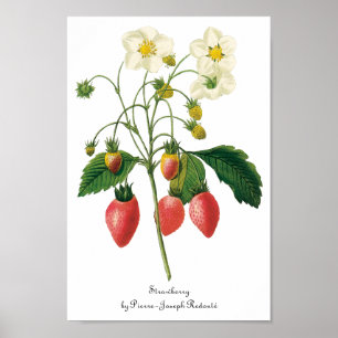 Poster Fruits vintages Fraises de fraises alimentaires pa
