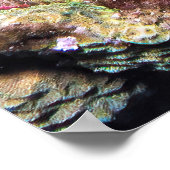Poster Frumpy Stonefish (Coin)