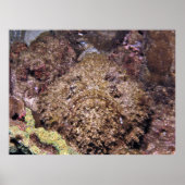 Poster Frumpy Stonefish (Devant)
