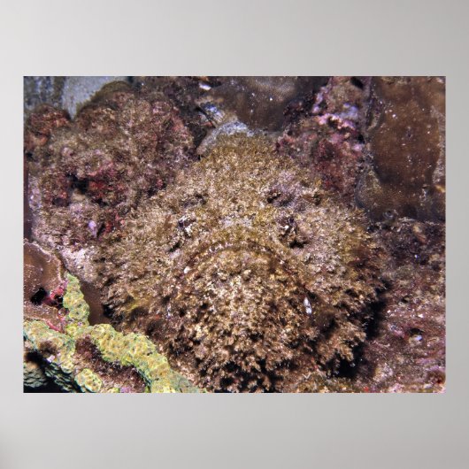 Poster Frumpy Stonefish (Devant)