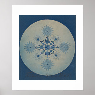 Poster Frustules de Diatomées par Julius Wiesner