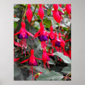 Poster Fuchsia (Devant)