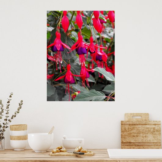 Poster Fuchsia (Cuisine)