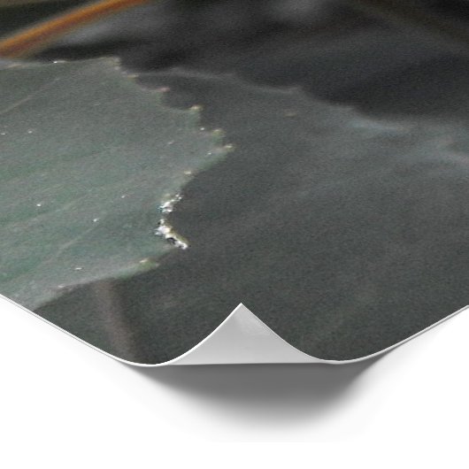 Poster Fuchsia (Coin)