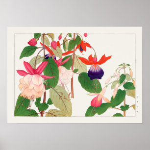 Poster Fuchsia, Fleurs rouges violettes roses, Tanigami K