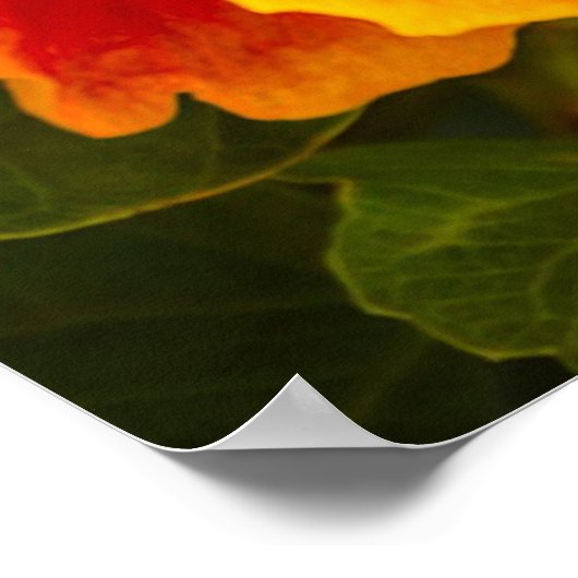 Poster Fuchsia hawaïenne et Hibiscus orange (Coin)