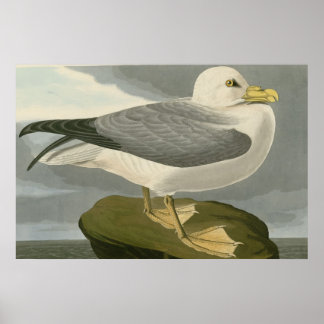Poster Fulmar Petrel