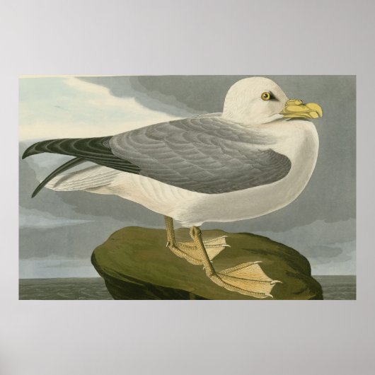 Poster Fulmar Petrel (Devant)