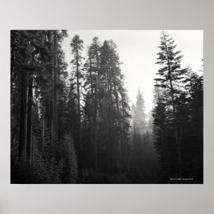 Poster Fumez des filtres voisins d'un feu de forêt par