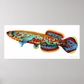 Poster Fundulopanchax Gardneri Killifish (Devant)