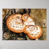 POSTER FUNGI (Devant)