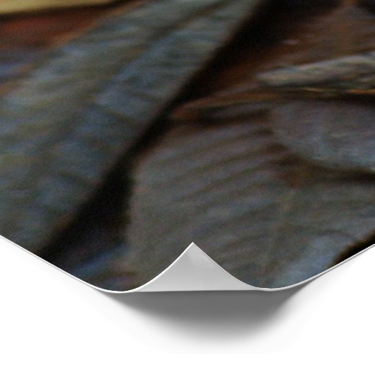 Poster Fungus de corail (Coin)