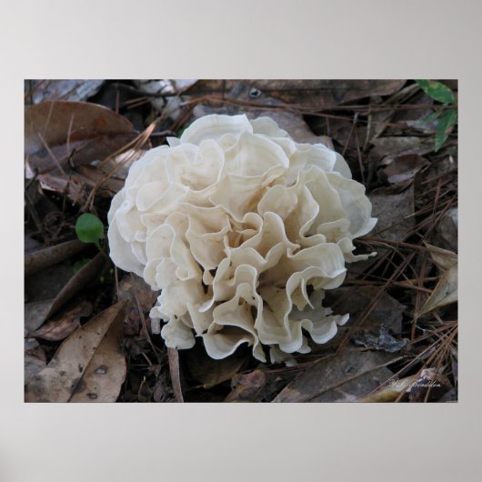 Poster Fungus du chou-fleur (Devant)