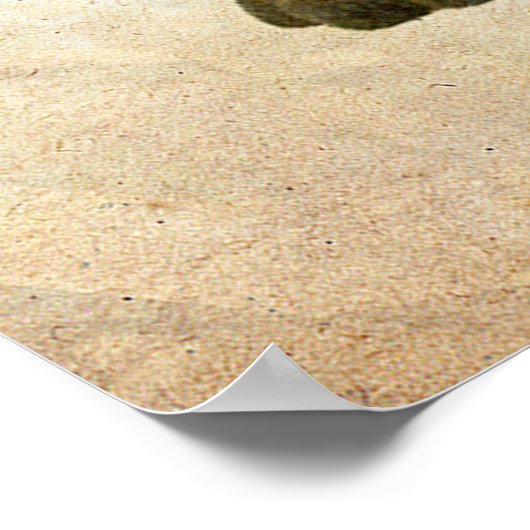 Poster funky Hippopotamus ! (Coin)