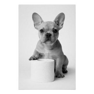 Poster Funny Aesthetic French Bulldog Toilet Paper Photo