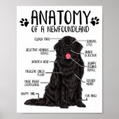 Poster Funny Anatomy Newfoundland Dog Cute Newfie Lover (Devant)