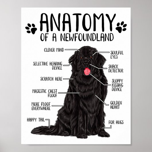 Poster Funny Anatomy Newfoundland Dog Cute Newfie Lover (Devant)