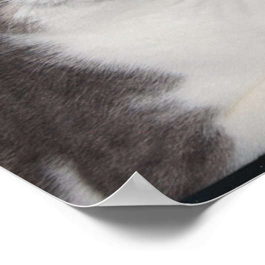 Poster Funny Cat Star Gazer (Coin)