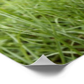 Poster Funny Chihuahua Mustache (Coin)