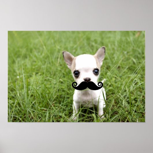 Poster Funny Chihuahua Mustache (Devant)