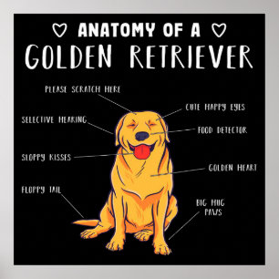 Poster Funny Dog Anatomy Of A Golden Retriever