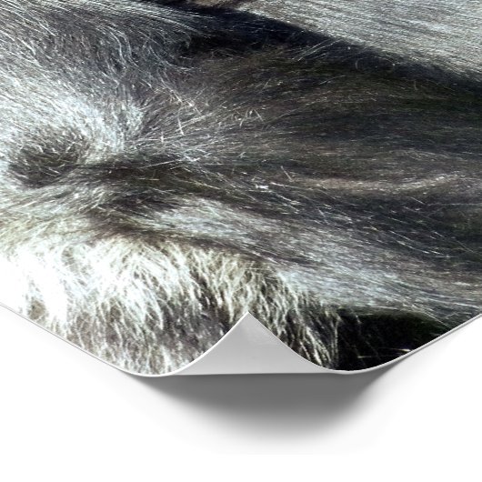 POSTER FUNNY GORILLA (Coin)