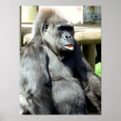 POSTER FUNNY GORILLA (Devant)