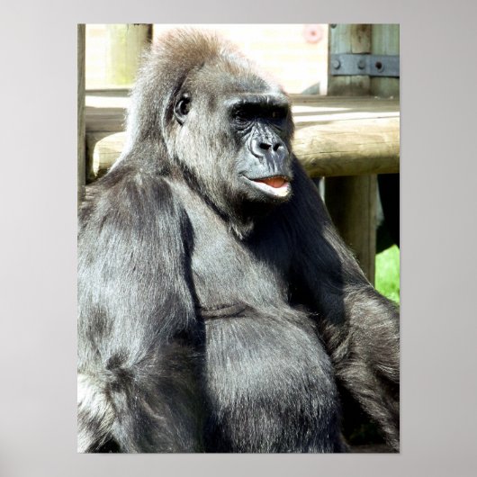 POSTER FUNNY GORILLA (Devant)