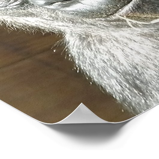 POSTER FUNNY GORILLA (Coin)